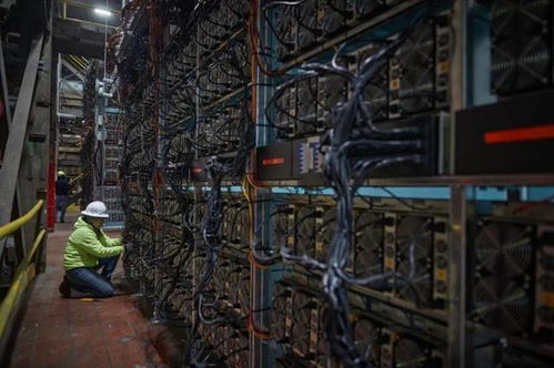 A large-scale mining farm illustrating the infrastructure and organization of professional cryptocurrency mining operations.